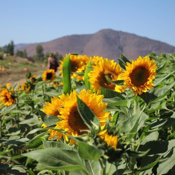 Pumpkin Station - Farms Near Me - Escondido, California