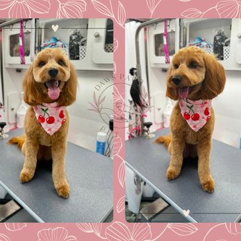 Daws Paws Pet Spa - Pet Groomers Near Me Daws Paws Pet Spa - Pet Groomers Near Me