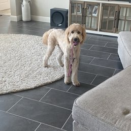 Bailey, the day of her haircut. Summer cut. Bailey, the day of her haircut. Summer cut.