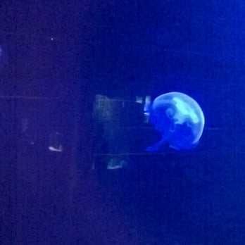 L'Aquashow - Aquariums Near Me - Audierne, 29 L'Aquashow - Aquariums Near Me - Audierne, 29