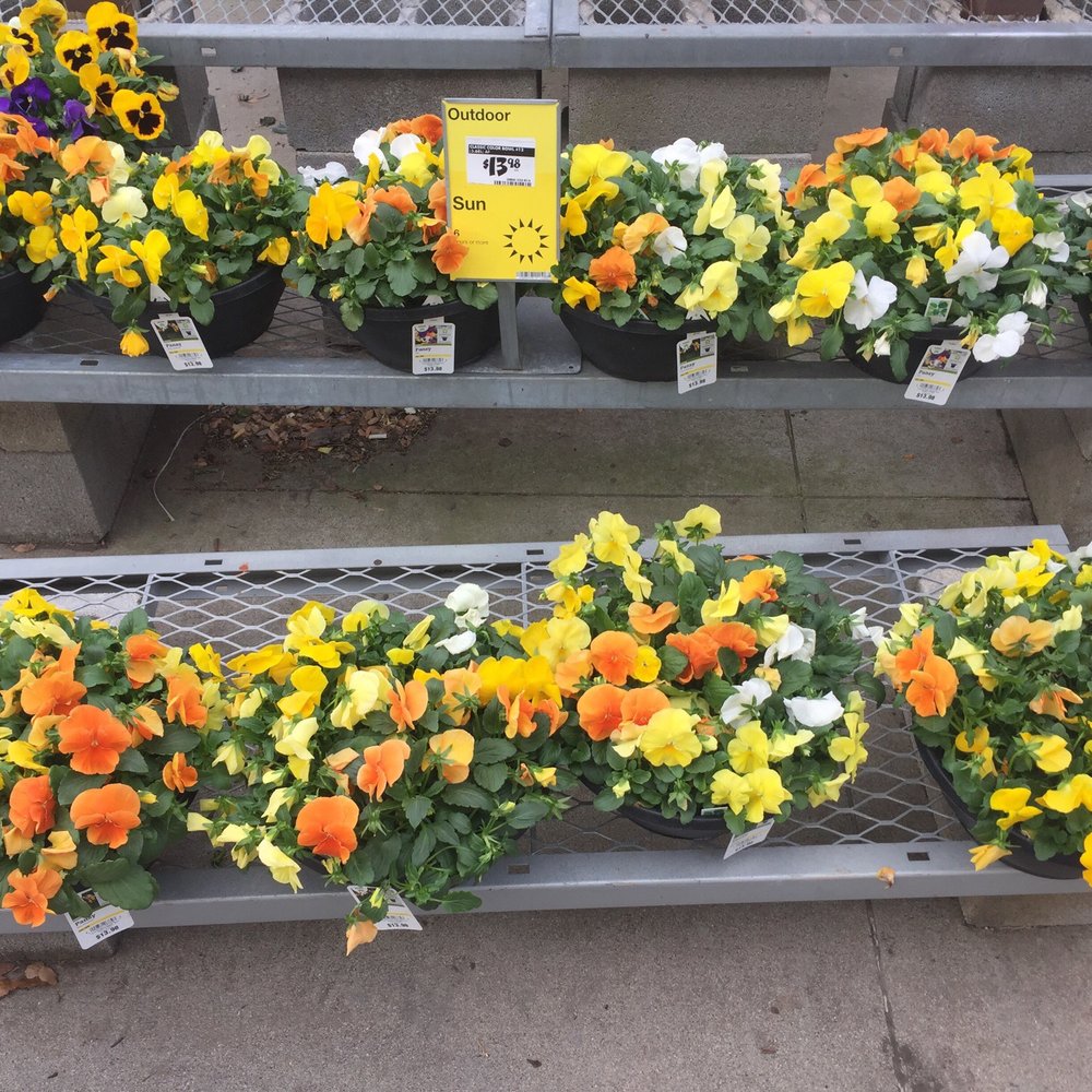 The Home Depot - Nice and bright color bowls - Nurseries & Gardening Near Me - The Colony, Texas The Home Depot - Nice and bright color bowls - Nurseries & Gardening Near Me - The Colony, Texas