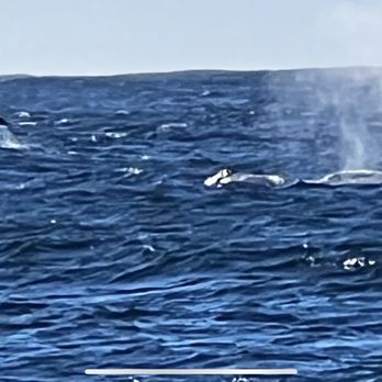 Discovery Whale Watch - Whale Watching Tours Near Me - Monterey, California
