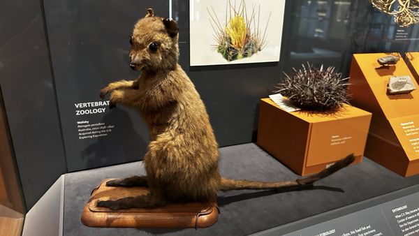 Smithsonian National Museum of Natural History by null