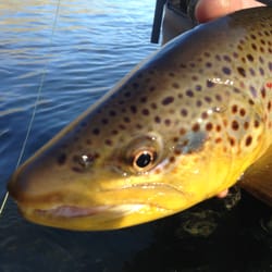 Fish Goat Guide Service - Fly Fishing Guide Service.  Come experience our rivers.