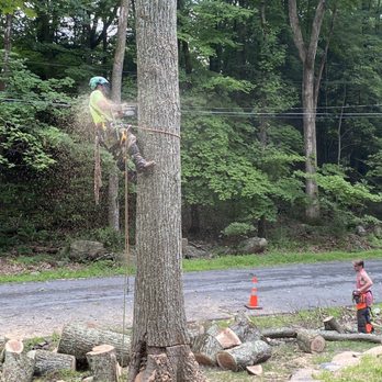 B Weekes Tree Care - Almost finished - Tree Services Near Me B Weekes Tree Care - Almost finished - Tree Services Near Me