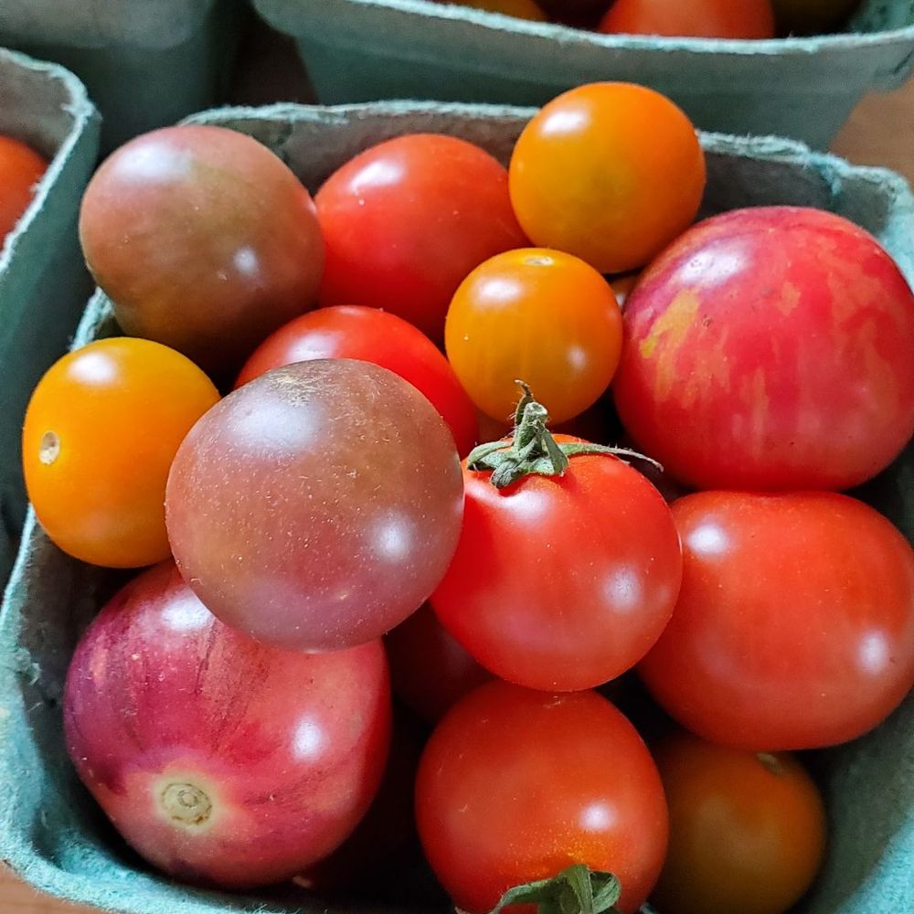 Z&N Farm - Gorgeous, delicious cherry tomatoes - Farms Near Me - Bear Lake, Michigan Z&N Farm - Gorgeous, delicious cherry tomatoes - Farms Near Me - Bear Lake, Michigan