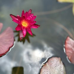 Hill Country Water Gardens & Nursery