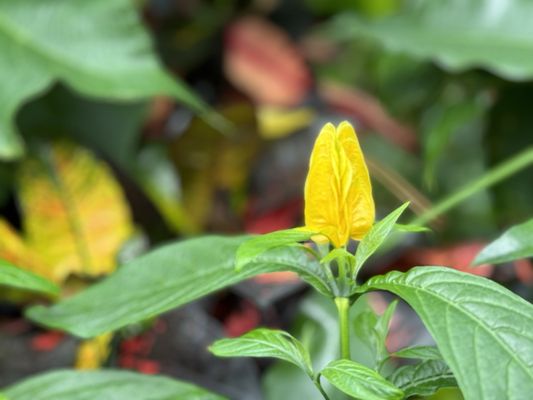 Muttart Conservatory by null