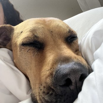 Ventura County Animal Services - Animal Shelters Near Me - Camarillo, California Ventura County Animal Services - Animal Shelters Near Me - Camarillo, California
