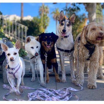 Yo Dog Walker - Daily walk. Squad Goals. - Dog Walkers Near Me Yo Dog Walker - Daily walk. Squad Goals. - Dog Walkers Near Me
