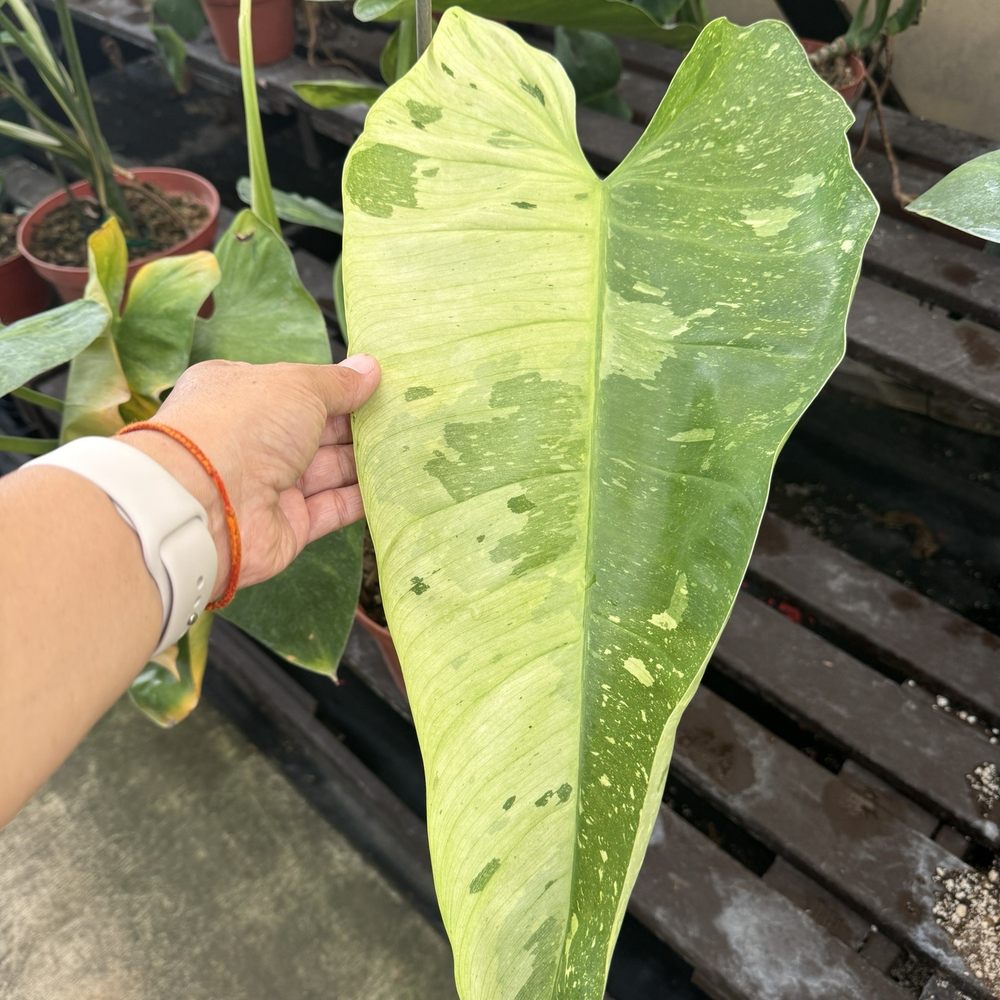 Green Air Botanicals - Nurseries & Gardening Near Me - Fallbrook, California