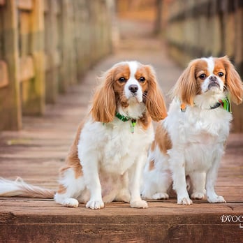 DVOC Photography - Pet Photography - Session Photography Near Me DVOC Photography - Pet Photography - Session Photography Near Me