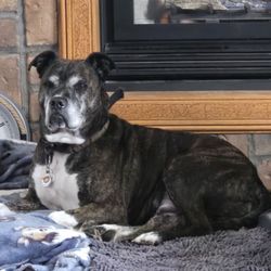 The ARK Humane Society - Here he is chilling