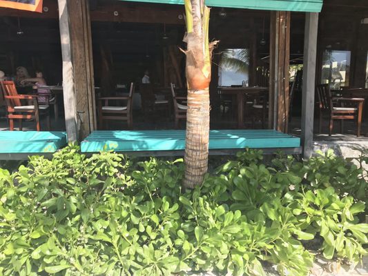 Oceanvs beach club by null