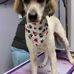 Whiskers Dog Spa - Love my babies new cut