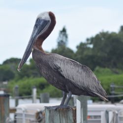 Jensen's Twin Palms Resort & Marina - Pelican