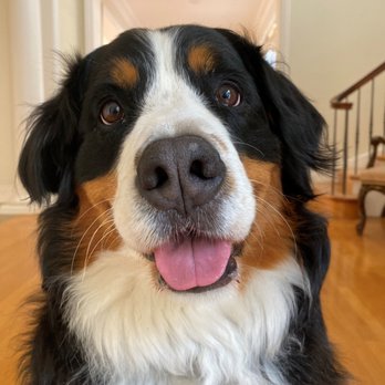 Oakdale Veterinary Group - Mavis - Veterinarians Near Me - Oakdale, California