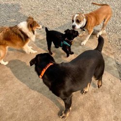 Yellowstone Pet Boarding