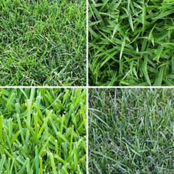 EverTurf - Different Types of Sod