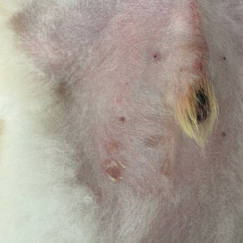 The Dog Bar - His skin is peeling off. Never happened before!!! He is 6 years old!!!!! The worst job ever!!'nnnn - Pet Stores Near Me - Miami Beach, Florida The Dog Bar - His skin is peeling off. Never happened before!!! He is 6 years old!!!!! The worst job ever!!'nnnn - Pet Stores Near Me - Miami Beach, Florida