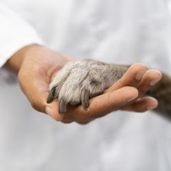 Danville Small Animal Clinic