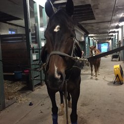 Northwestern Equestrian Facility - Circus about to be ridden