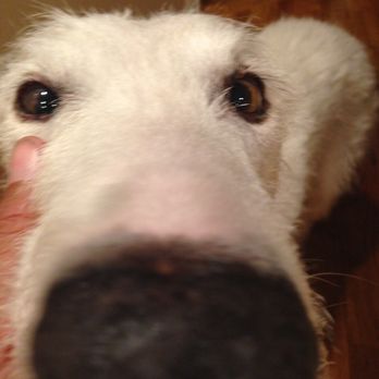 A to Zoo - Nose - Pet Sitting Near Me A to Zoo - Nose - Pet Sitting Near Me