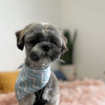 Pawfect Dog Salon - Shih Tzu round face - Pet Groomers Near Me Pawfect Dog Salon - Shih Tzu round face - Pet Groomers Near Me
