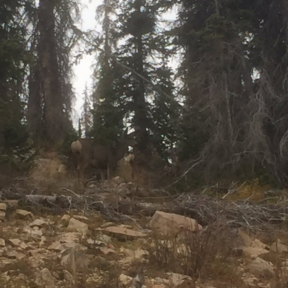 Mirror Lake Scenic Byway - Doe and two fawns. - Hiking Near Me - Kamas, Utah Mirror Lake Scenic Byway - Doe and two fawns. - Hiking Near Me - Kamas, Utah
