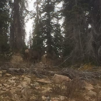 Mirror Lake Scenic Byway - Doe and two fawns. - Hiking Near Me - Kamas, Utah