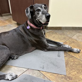 Priority Pet Hospital - Izzy waiting to see Dr Burns - Veterinarians Near Me - Gilbert, Arizona