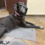 Photo of Priority Pet Hospital