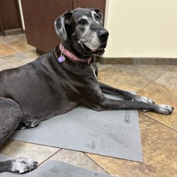 Priority Pet Hospital - Izzy waiting to see Dr Burns