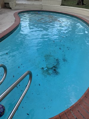 Pool Vaccumming - This full service is the same quality you can expect to receive. Pool Vaccumming - This full service is the same quality you can expect to receive.
