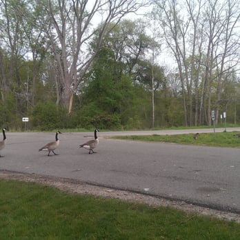 Matthaei Botanical Gardens - Canadian geese! - Botanical Gardens Near Me - Ann Arbor, Michigan Matthaei Botanical Gardens - Canadian geese! - Botanical Gardens Near Me - Ann Arbor, Michigan