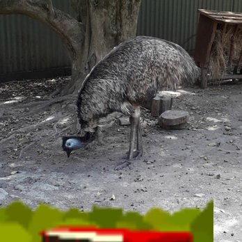 Wellington Zoo - Emu - Zoos Near Me - Wellington, WGN