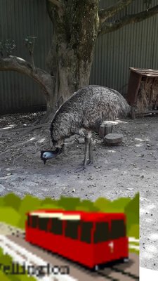 Wellington Zoo by null
