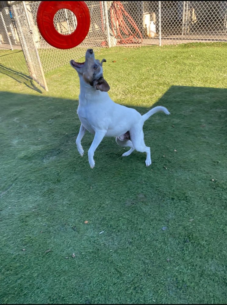 BITTERSWEET PET RESORTS KALAMAZOO AREA Updated April 2024 12