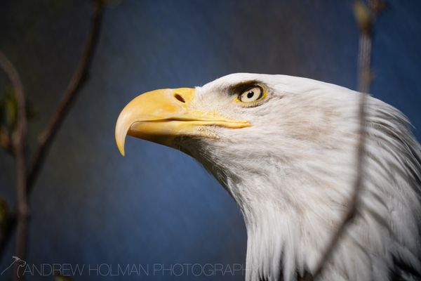 Alaska Zoo by null