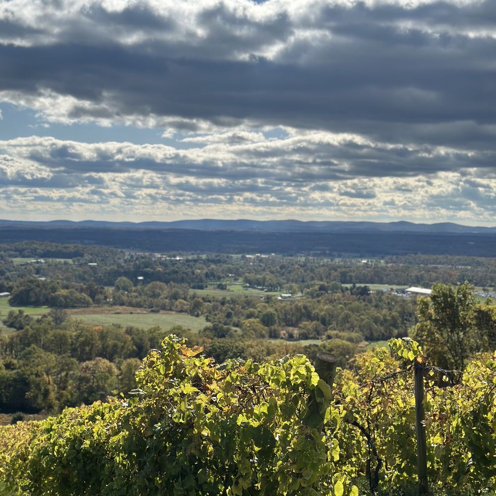 Bluemont Vineyard - Vineyard view from the deck - Venues & Event Spaces Near Me - Bluemont, Virginia Bluemont Vineyard - Vineyard view from the deck - Venues & Event Spaces Near Me - Bluemont, Virginia