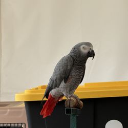 Frog Pond Farm - Bird Show