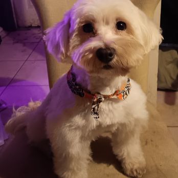 A Pet Grooming Salon - The after pose! - Pet Sitting Near Me - Pembroke Pines, Florida A Pet Grooming Salon - The after pose! - Pet Sitting Near Me - Pembroke Pines, Florida