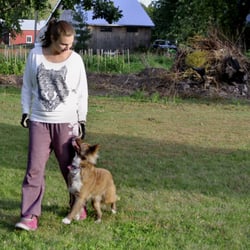 Corbie's Dog Training
