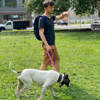 Dognify - Pet Training Near Me Dognify - Pet Training Near Me