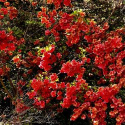 Kinney Azalea Gardens - Azalea - possibly Japanese flowering quince