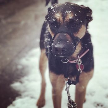 Ditmas Paws - Astor - Dog Walkers Near Me - Brooklyn, New York Ditmas Paws - Astor - Dog Walkers Near Me - Brooklyn, New York