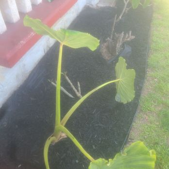 The Home Depot - Mulch job - Nurseries & Gardening Near Me - Inglewood, California