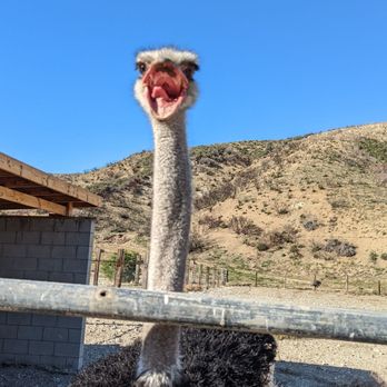 Quail Run Ranch - Tours Near Me - Lake Hughes, California Quail Run Ranch - Tours Near Me - Lake Hughes, California