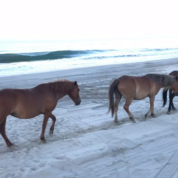 Corolla Wild Horse Tours - The waves rolling as the horses made their way up the bea h - Tours Near Me - Corolla, North Carolina Corolla Wild Horse Tours - The waves rolling as the horses made their way up the bea h - Tours Near Me - Corolla, North Carolina