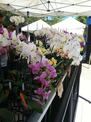 Santa Teresa Farmers' Market by null